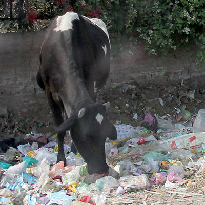 Cows eating plastic