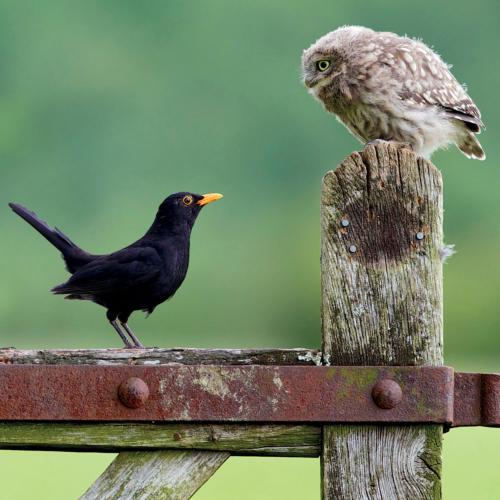 Greetings card "Little Owl Meets Blackbird" 16x16cm