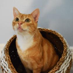 Cat basket, hogla seagrass