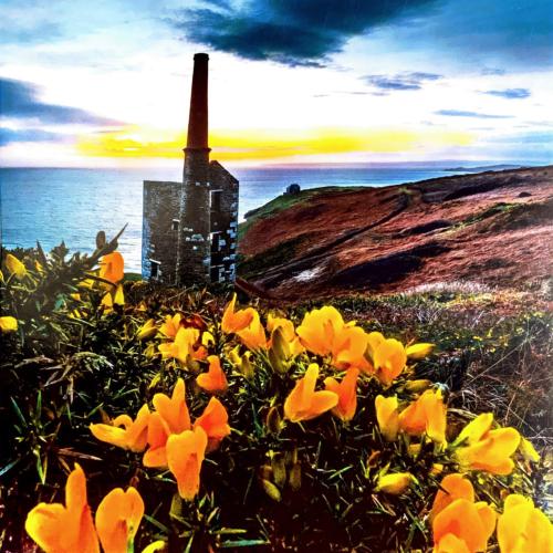 Greetings card "Gorse at Rinsey" 16x16cm